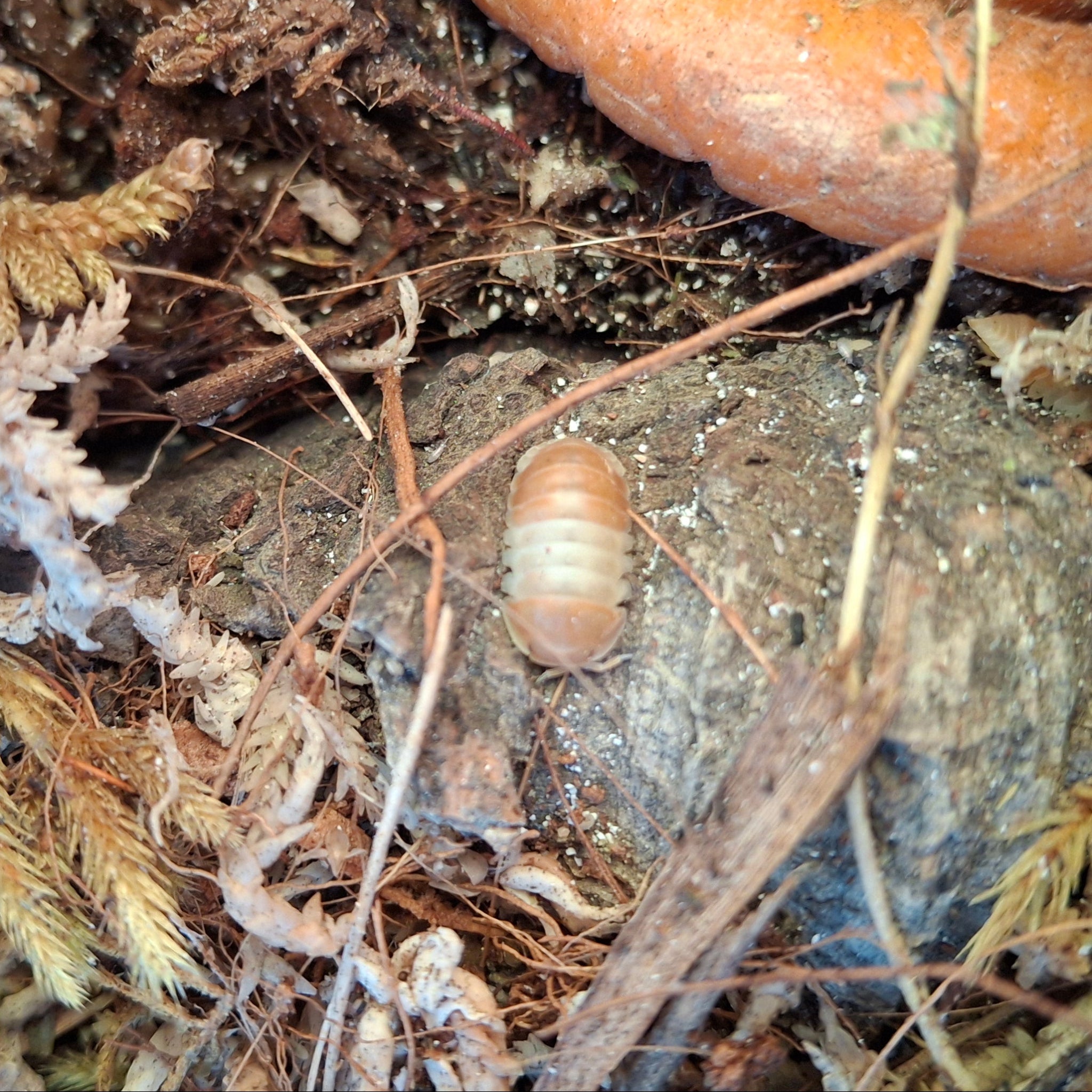 Cubaris sp. 'Panda King Orange' Isopod