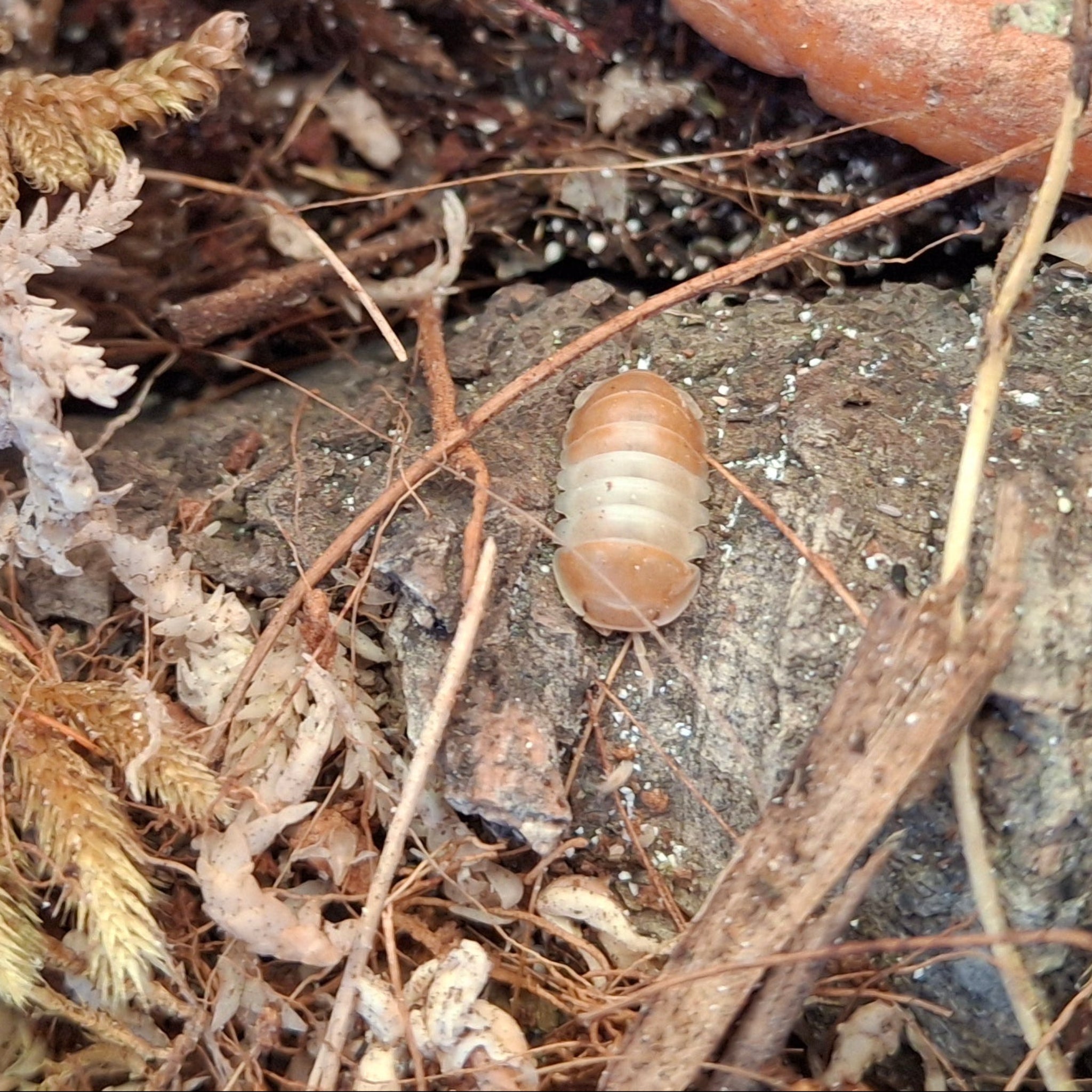 Cubaris sp. 'Panda King Orange' Isopod