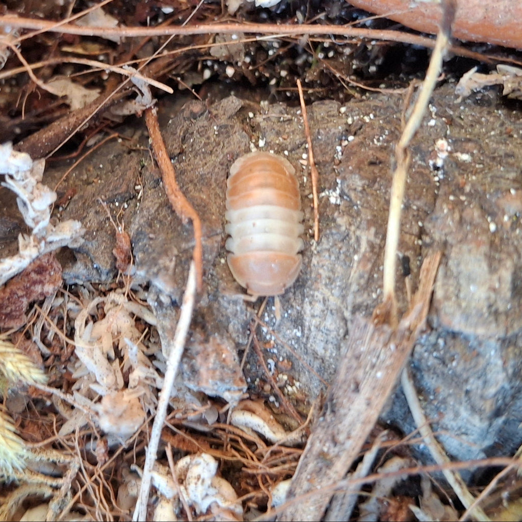 Cubaris sp. 'Panda King Orange' Isopod