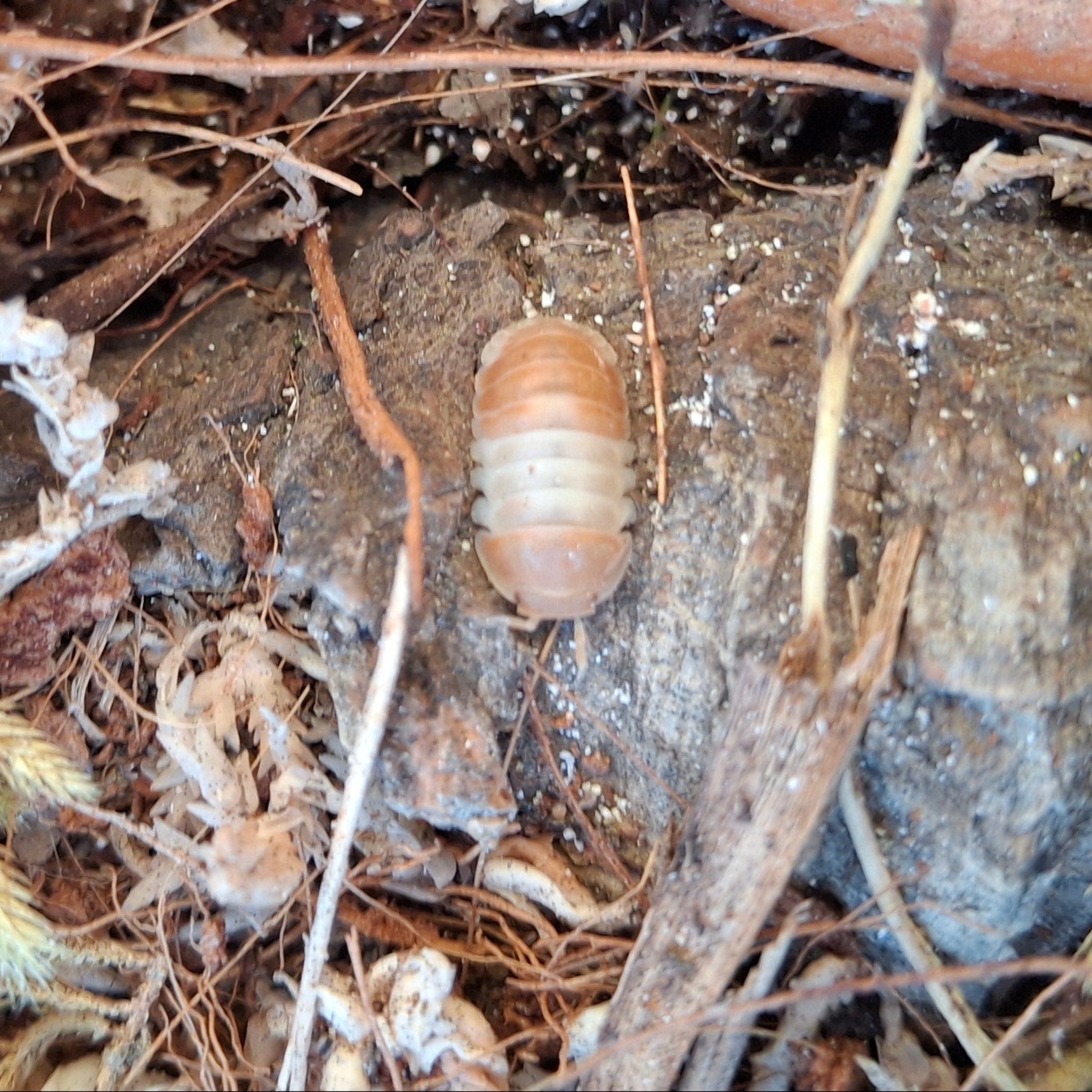 Cubaris sp. 'Panda King Orange' Isopod