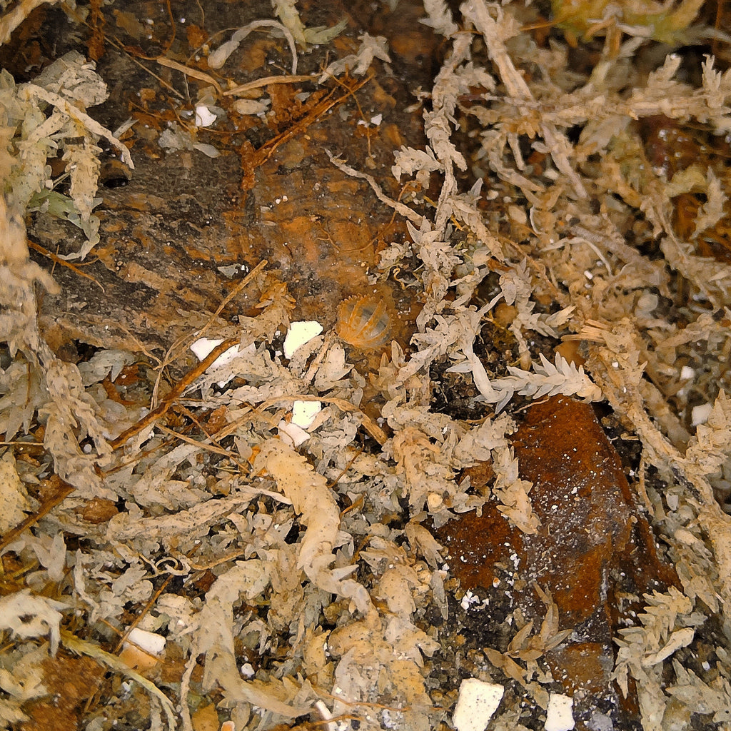 A Cristarmadillidium Muricatum 'Pineapple Spiky' Isopod rolled into a ball as a defensive behavior called conglobation