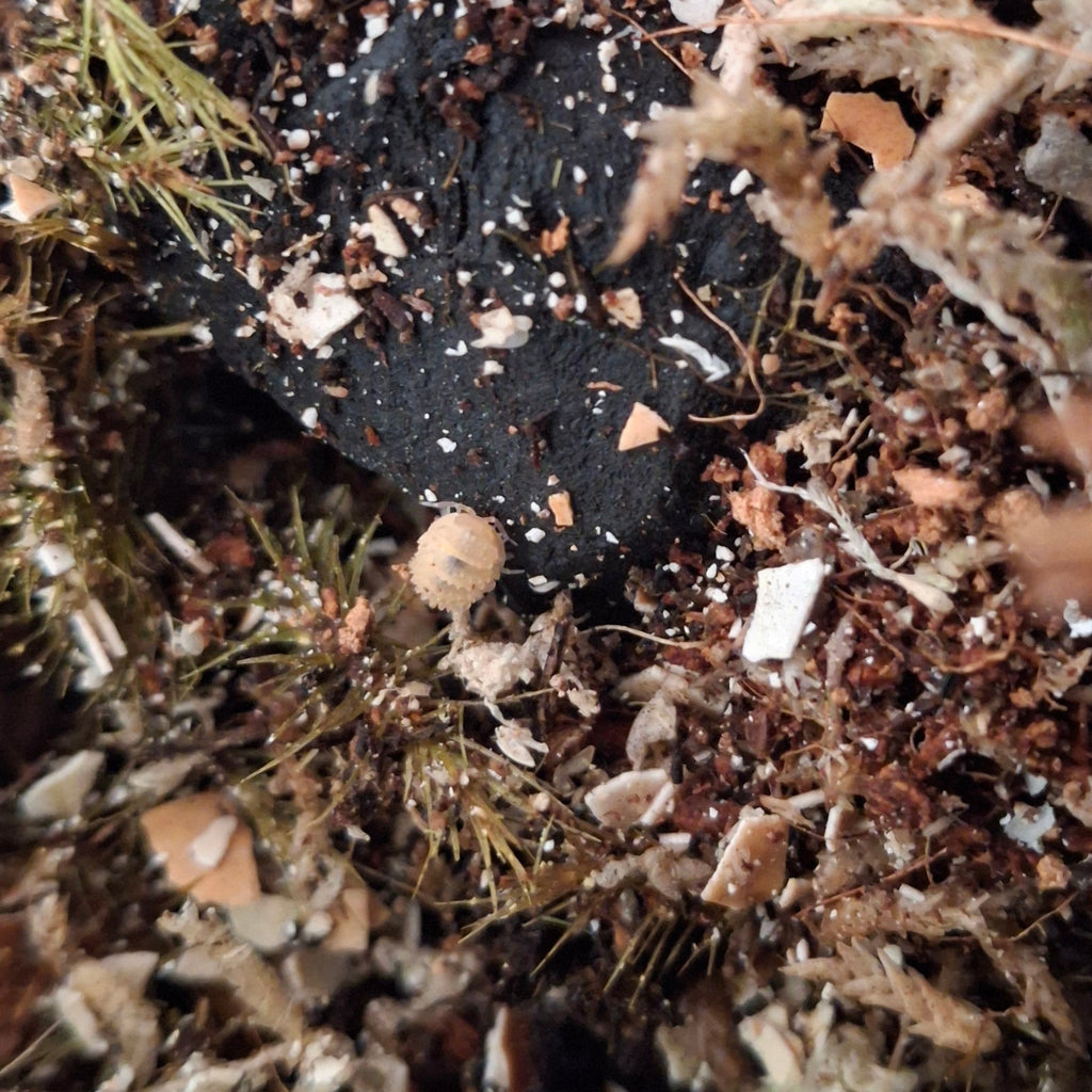 Cristarmadillidium Muricatum 'Pineapple Spiky' Isopod