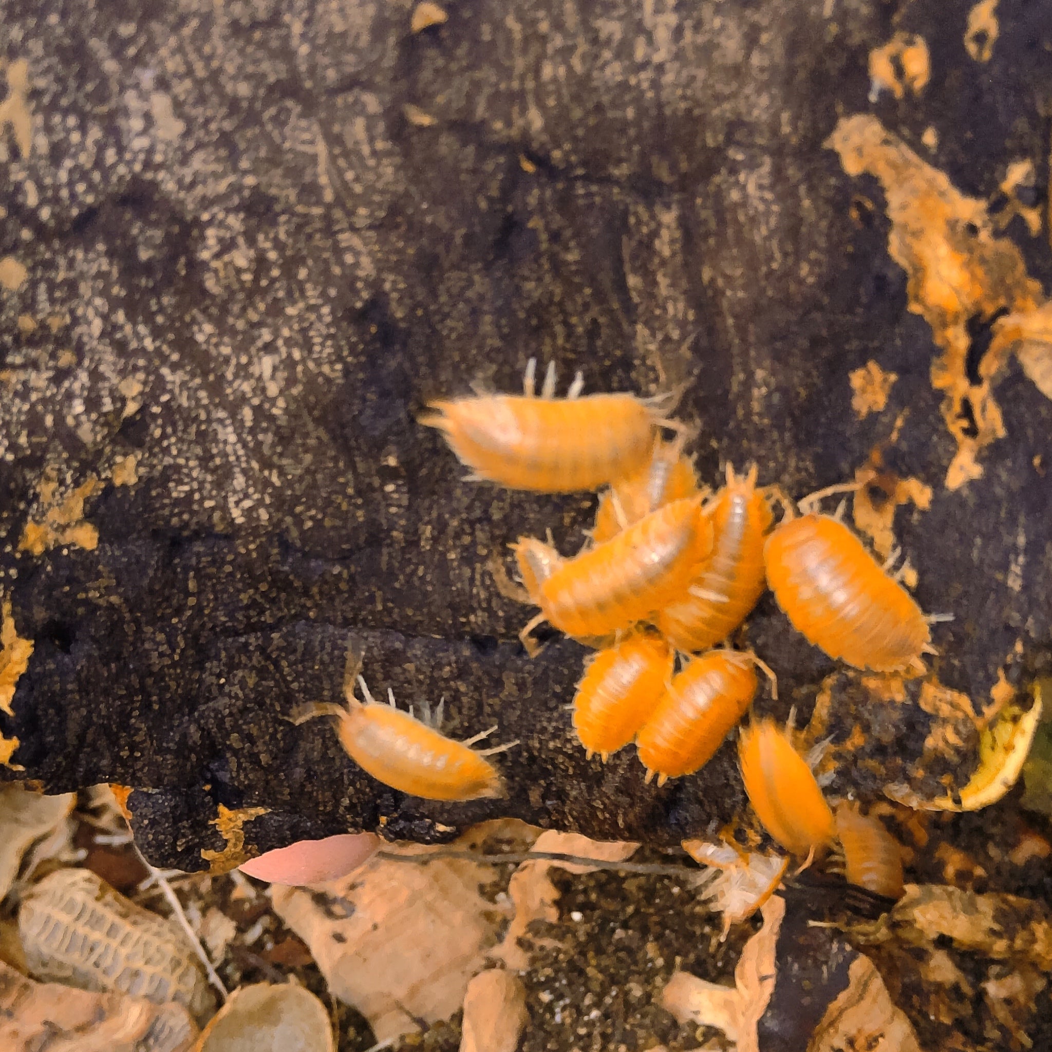 Several live porcellio laevis orange orange isopods clustered on a dark textured cork bark surface outdoors, with dried leaves and soil visible around them.