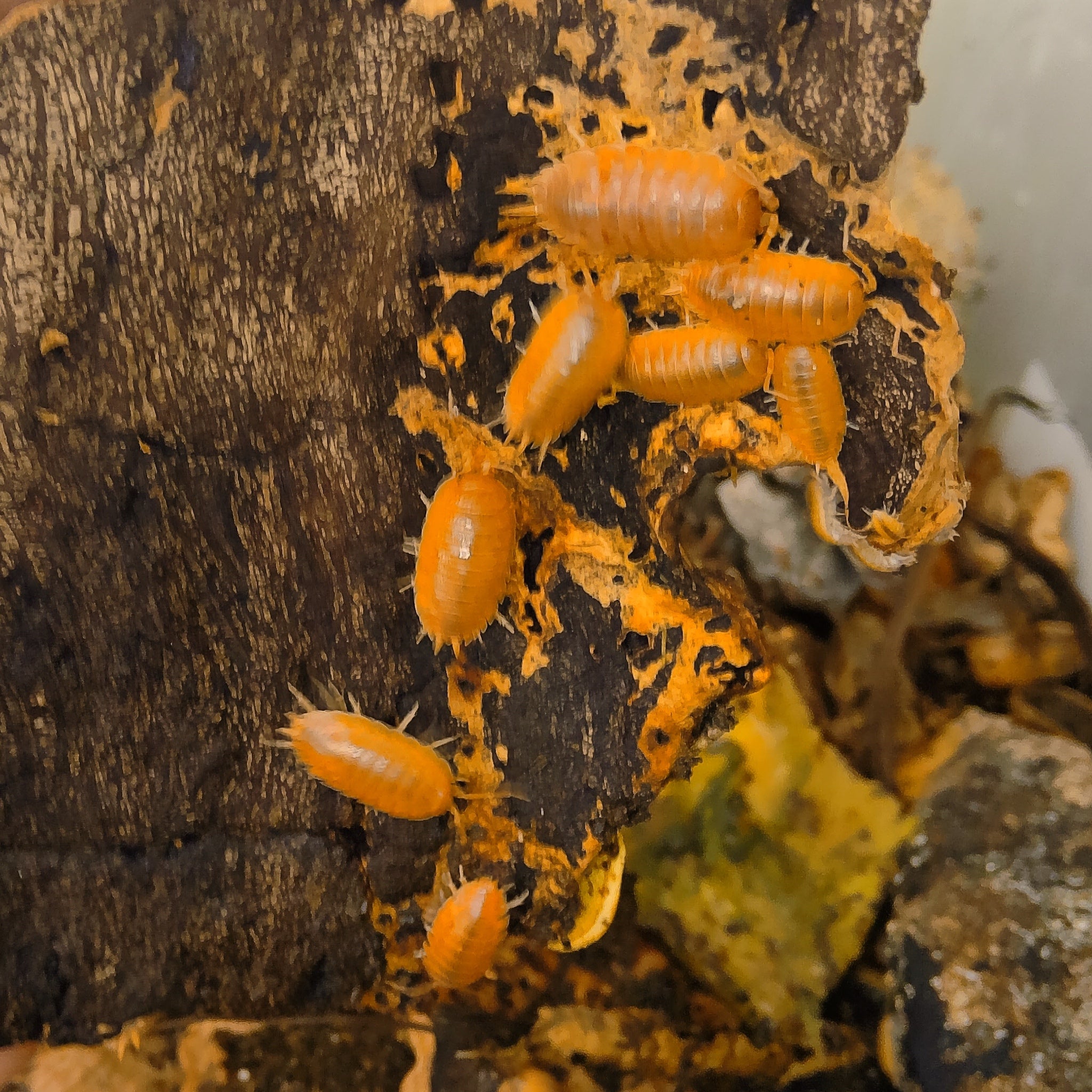 Several live porcellio laevis orange orange isopods clustered on a dark textured cork bark surface outdoors in a natural-looking close-up setting.