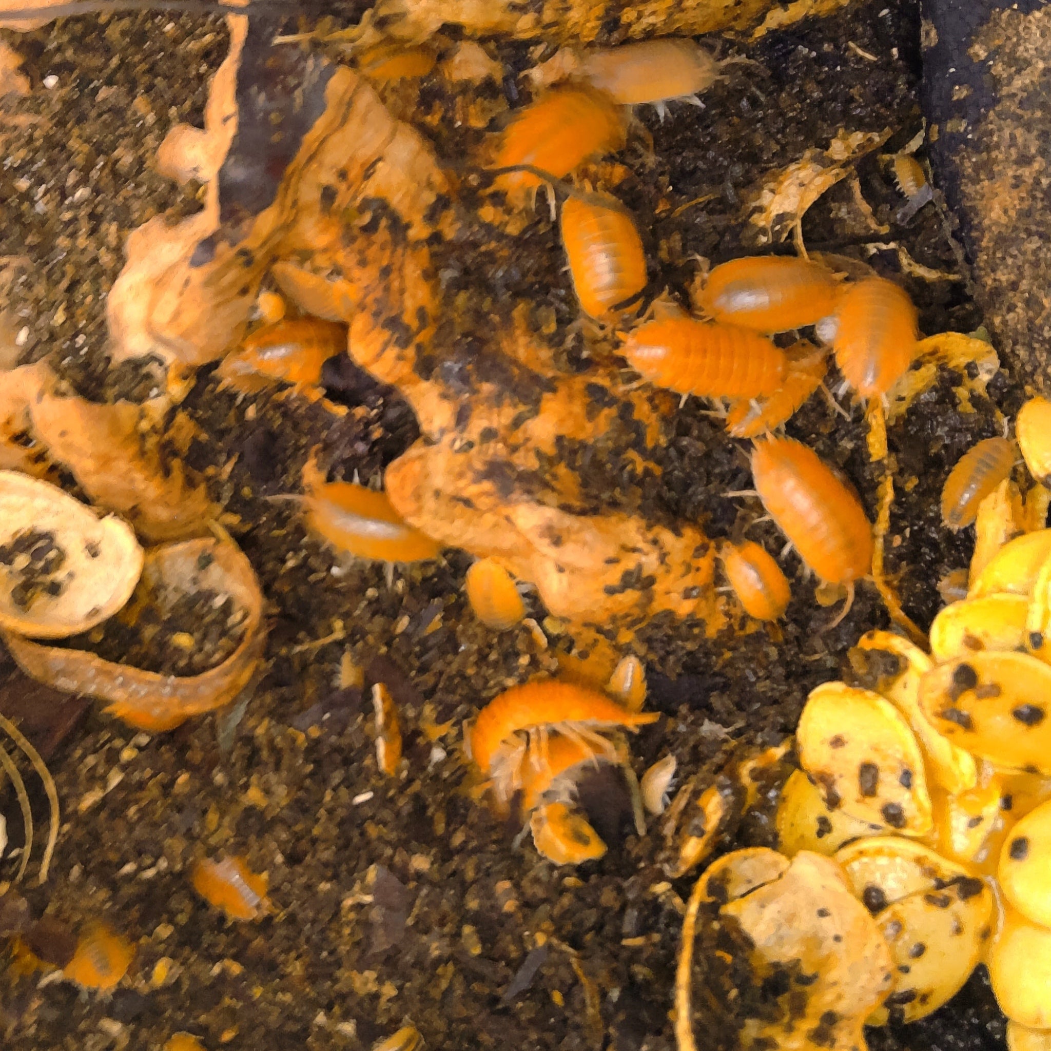 Several live porcellio laevis orange orange isopods on a piece of decaying wood and soil, with yellow butternut seeds in the bottom right corner.