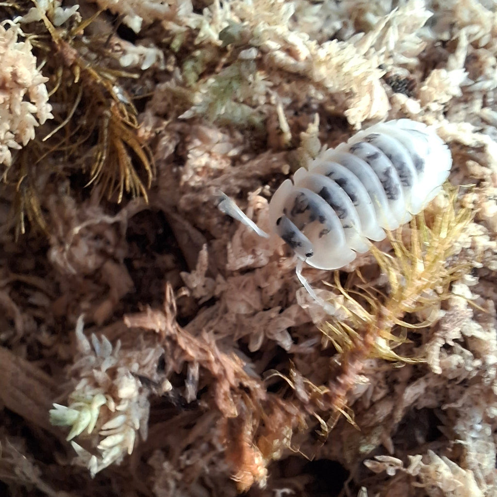 Nesodillo arcangelii 'Shiro Utsuri' Isopod