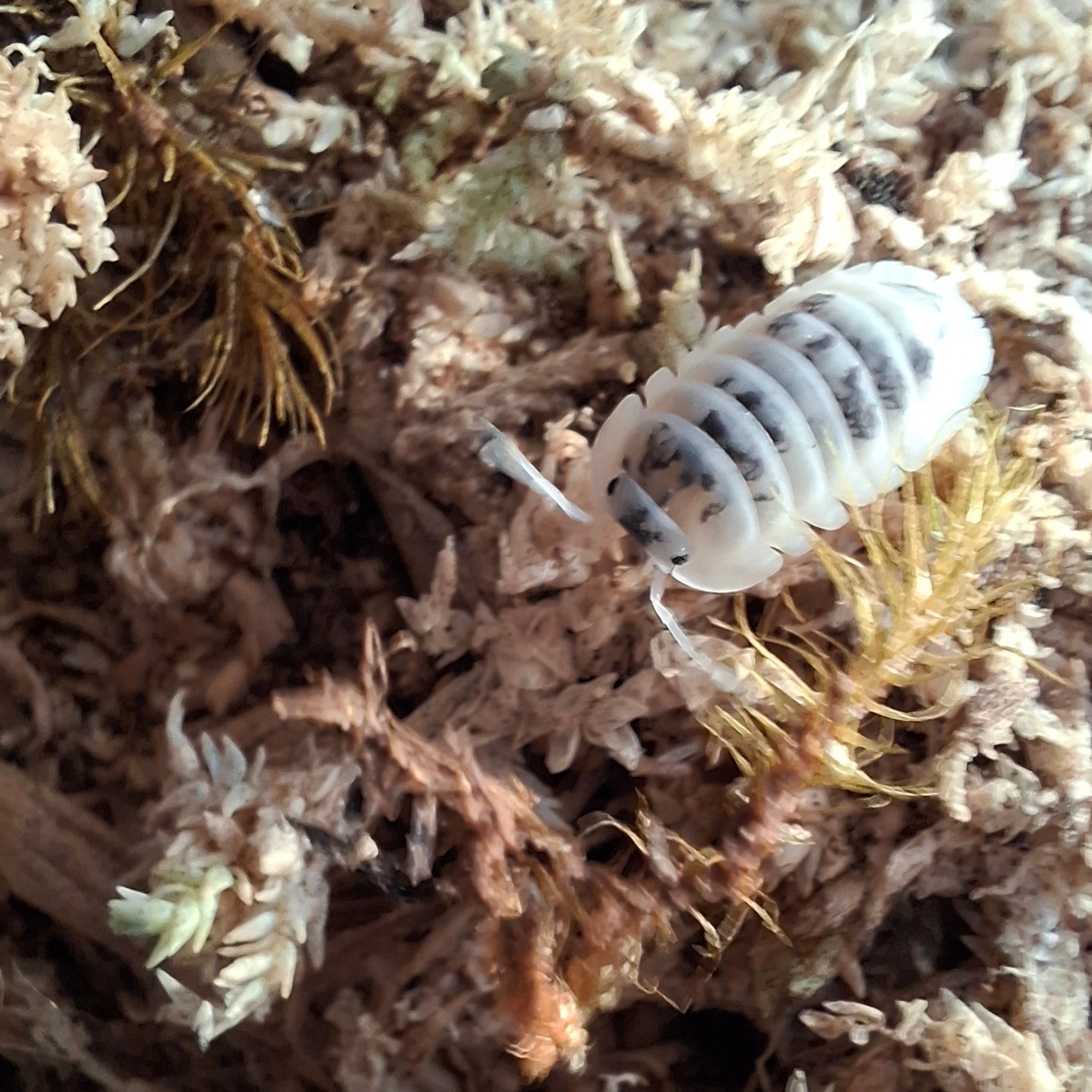 Nesodillo arcangelii 'Shiro Utsuri' Isopod