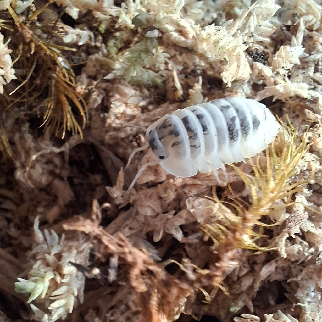 Nesodillo arcangelii 'Shiro Utsuri' Isopod