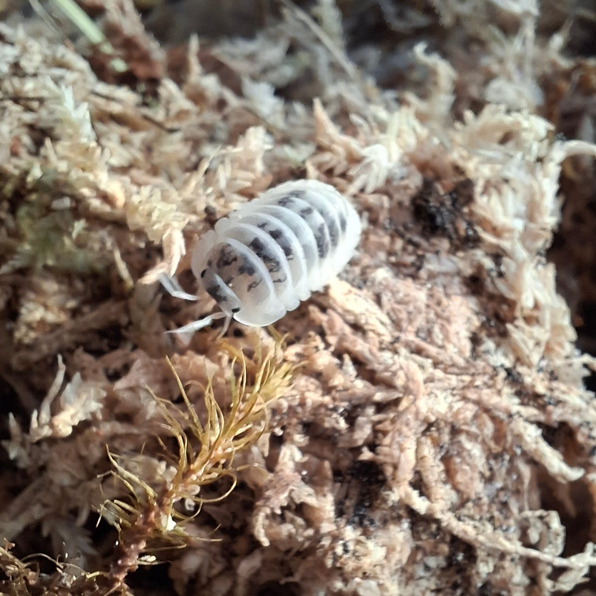 Nesodillo arcangelii 'Shiro Utsuri' Isopod