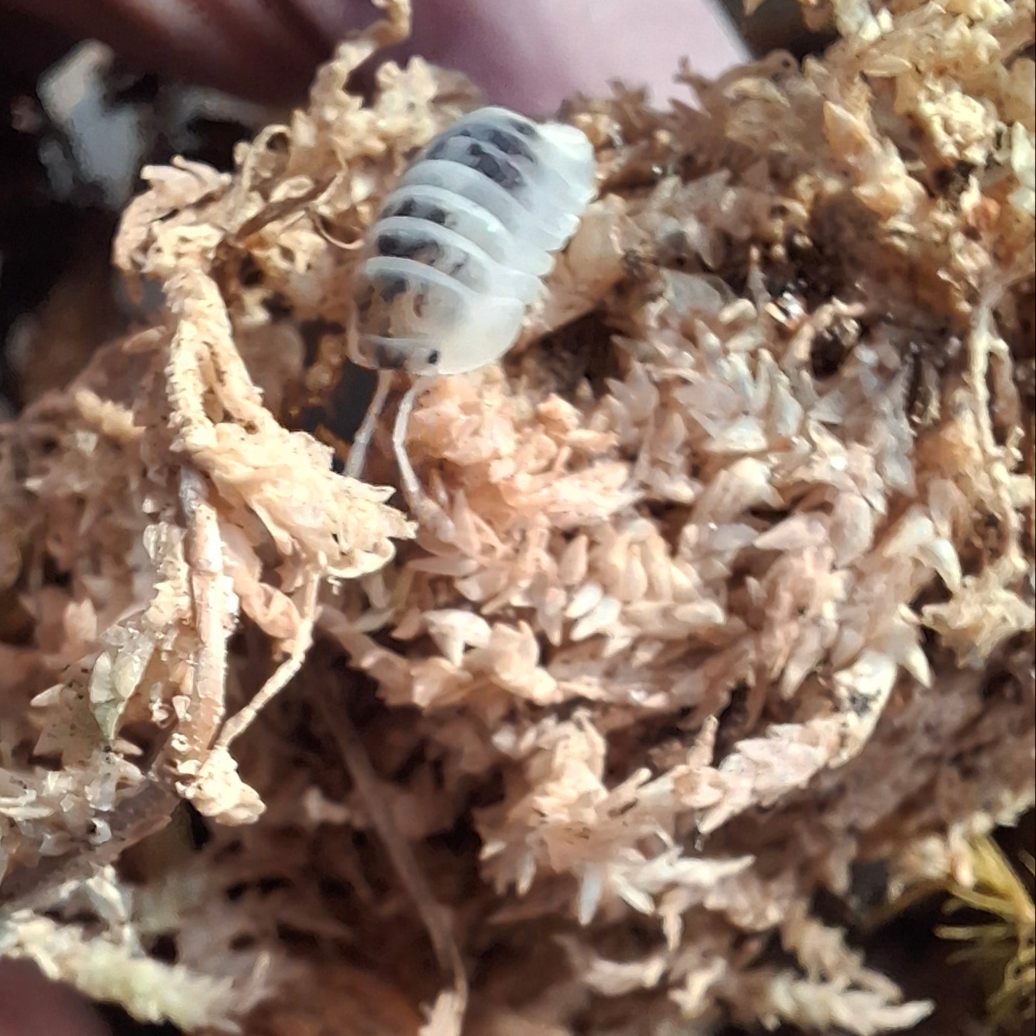 Nesodillo arcangelii 'Shiro Utsuri' Isopod