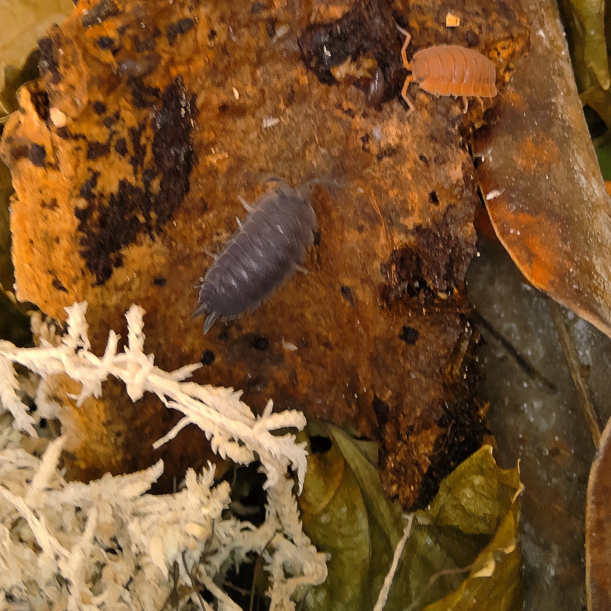 Porcellio Scaber 'Lava Morph' Isopod