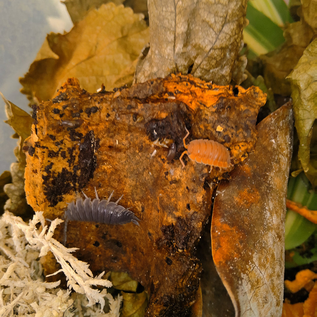Porcellio Scaber 'Lava Morph' Isopod