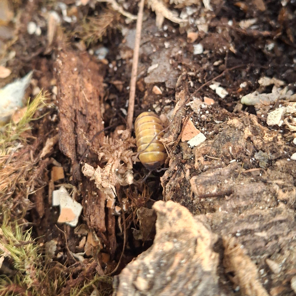 Armadillidium Badium 'High Yellow' Isopod