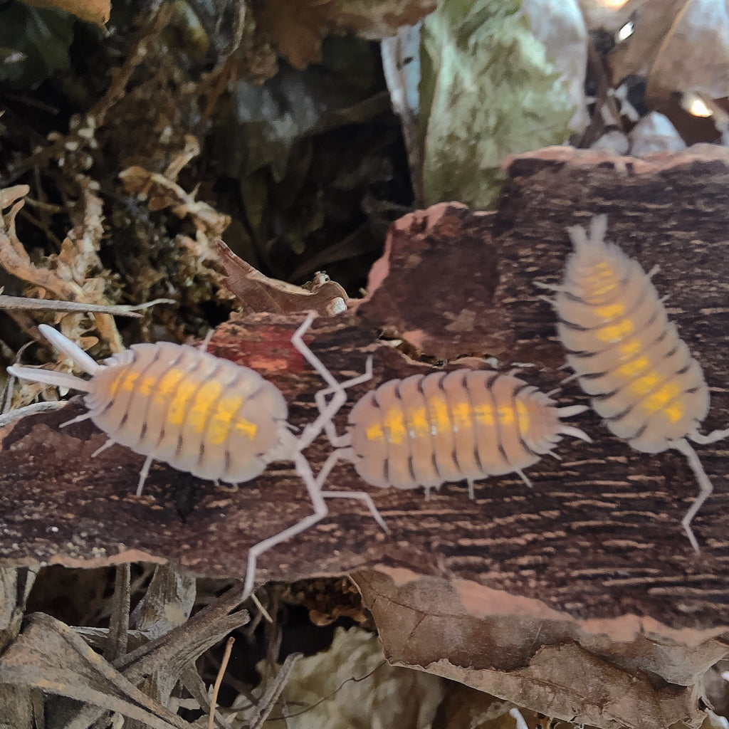 Porcellio Bolivari "Yellow Ghost" Isopod