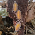 Porcellio Bolivari "Yellow Ghost" Isopod