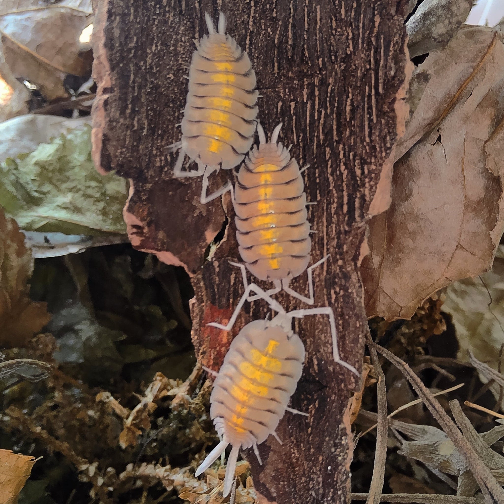 Porcellio Bolivari "Yellow Ghost" Isopod